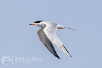 Forster's Tern
