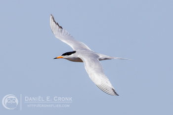 Forster's Tern