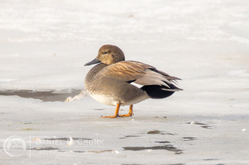 Gadwall