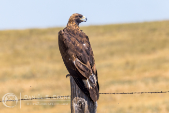 Golden Eagle