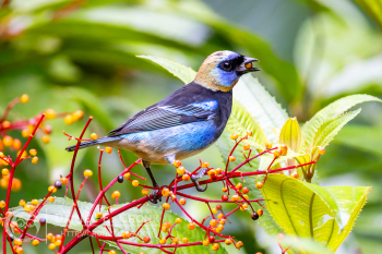 Golden-Hooded Tanager