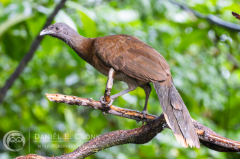 Gray-headed Chachalaca