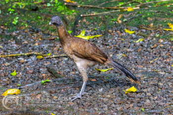 Gray-headed Chachalaca