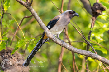 Gray Treepie