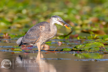 Great Blue Heron