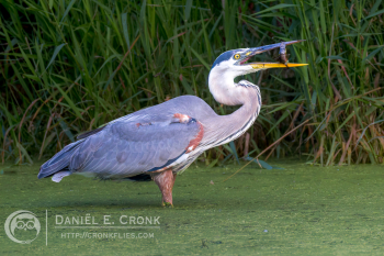 Great Blue Heron