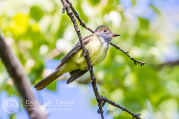 Great Crested Flycatcher
