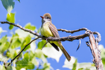 Great Crested Flycatcher