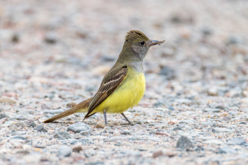 Great Crested Flycatcher