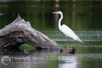 Great Egret