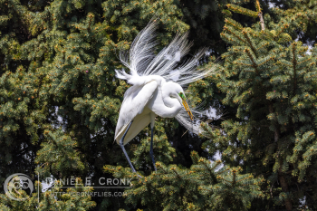 Great Egret