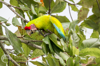 Great Green Macaw