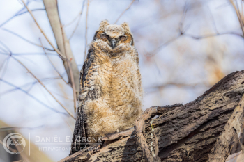 Great Horned Owl