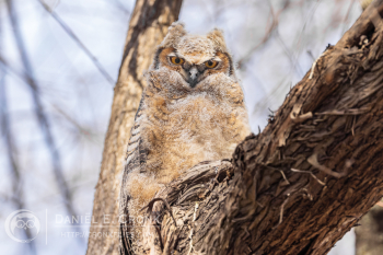 Great Horned Owl