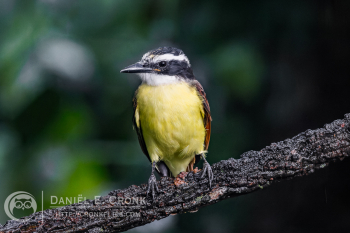 Great Kiskadee