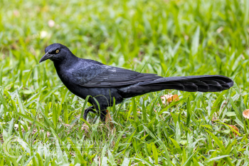Great-Tailed Grackle