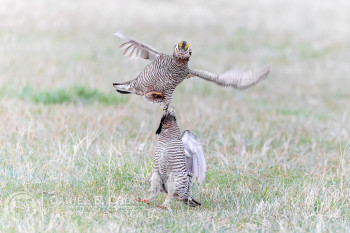 Greater Prairie-Chicken