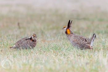 Greater Prairie-Chicken