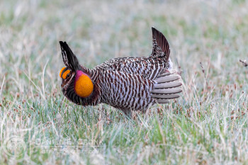 Greater Prairie-Chicken