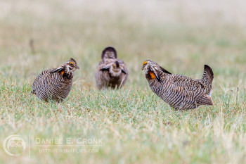Greater Prairie-Chicken