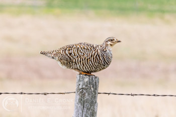 Greater Prairie-Chicken
