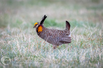 Greater Prairie-Chicken