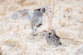 Greater Prairie-Chicken