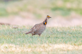 Greater Prairie-Chicken