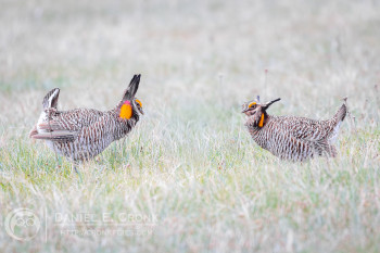 Greater Prairie-Chicken