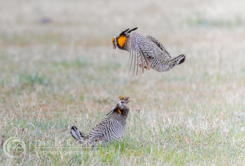 Greater Prairie-Chicken