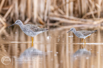 Greater Yellowlegs 