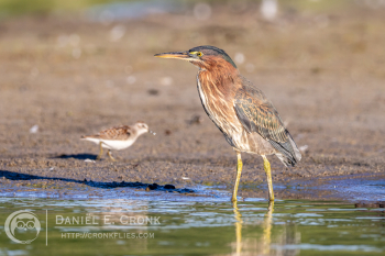 Green Heron