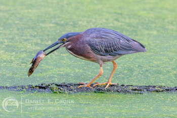 Green Heron