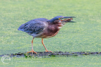 Green Heron