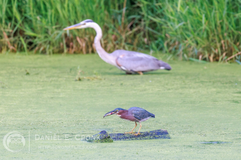 Green Heron