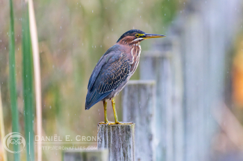 Green Heron