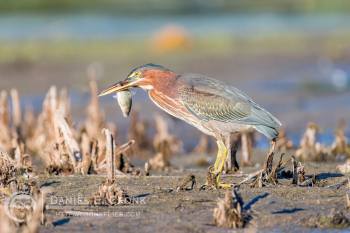 Green Heron