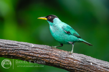 Green Honeycreeper