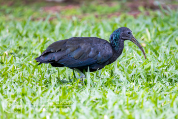 Green Ibis