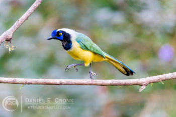 Green Jay