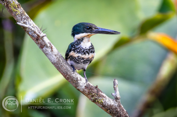 Green Kingfisher