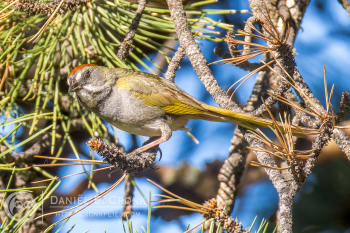 Green-Tailed Towhee