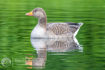 Greylag Goose