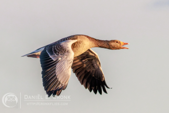 Greylag Goose