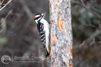 Hairy Woodpecker