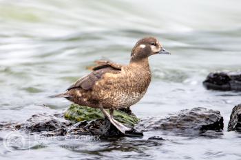 Harlequin Duck