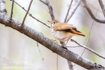 Hermit Thrush