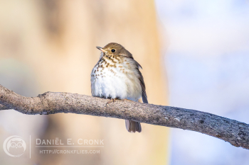 Hermit Thrush