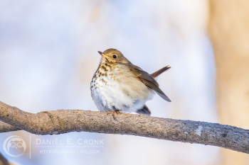 Hermit Thrush