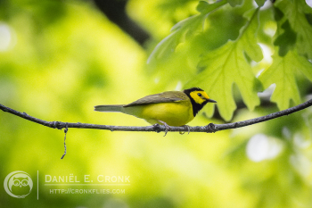 Hooded Warbler